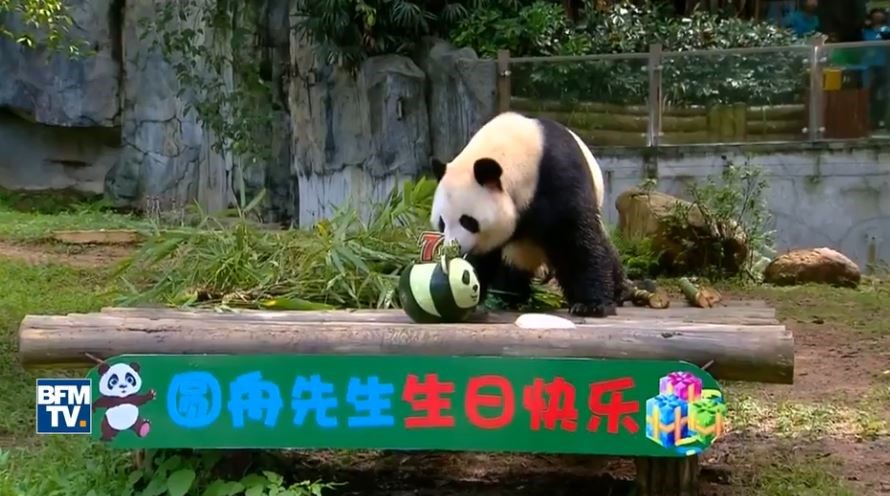 Γιγαντιαίο πάντα γιορτάζει τα γενέθλιά του με τούρτα… καρπούζι – ΒΙΝΤΕΟ