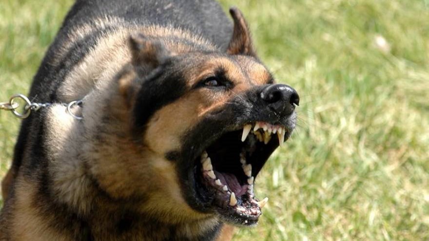 Σοκαριστικό: Σκύλος τραυμάτισε σοβαρά στο πρόσωπο πρώην Σταρ Ελλάς