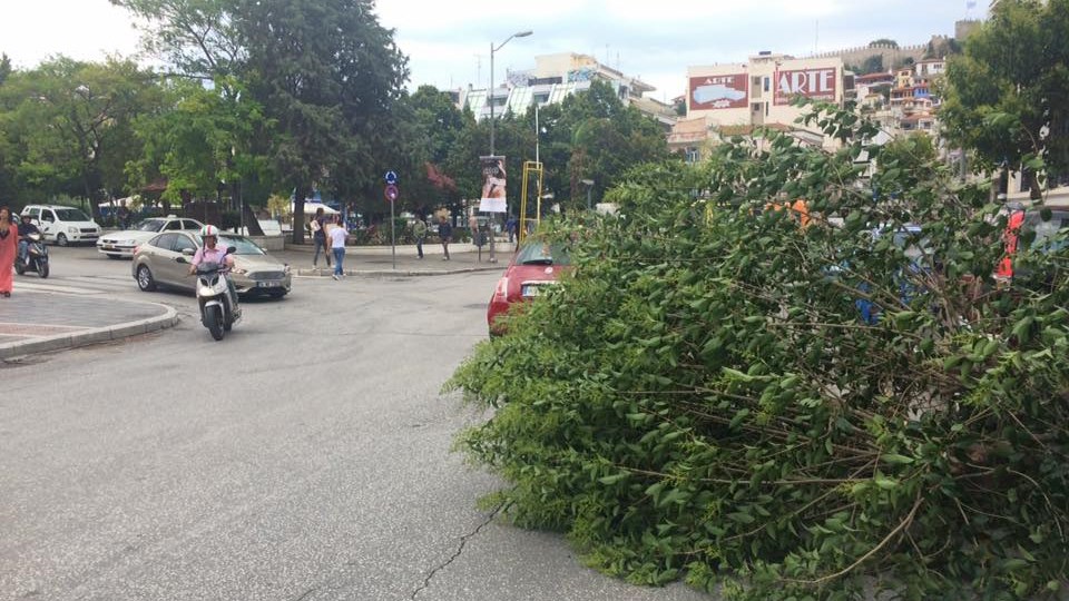 Ξεριζώθηκε δέντρο στο κέντρο της Καβάλας – Προβλήματα στην κυκλοφορία – ΦΩΤΟ