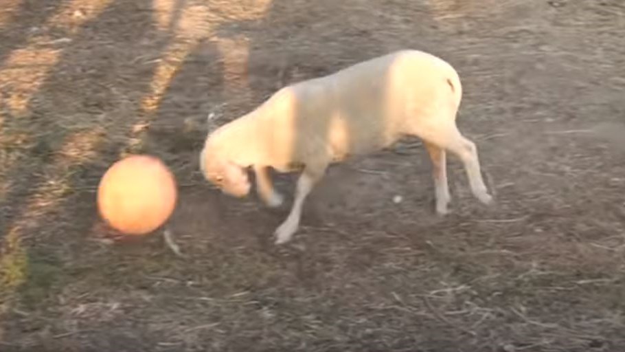 Αρνάκι παίζει … ποδόσφαιρο και προσφέρει θέαμα – ΒΙΝΤΕΟ