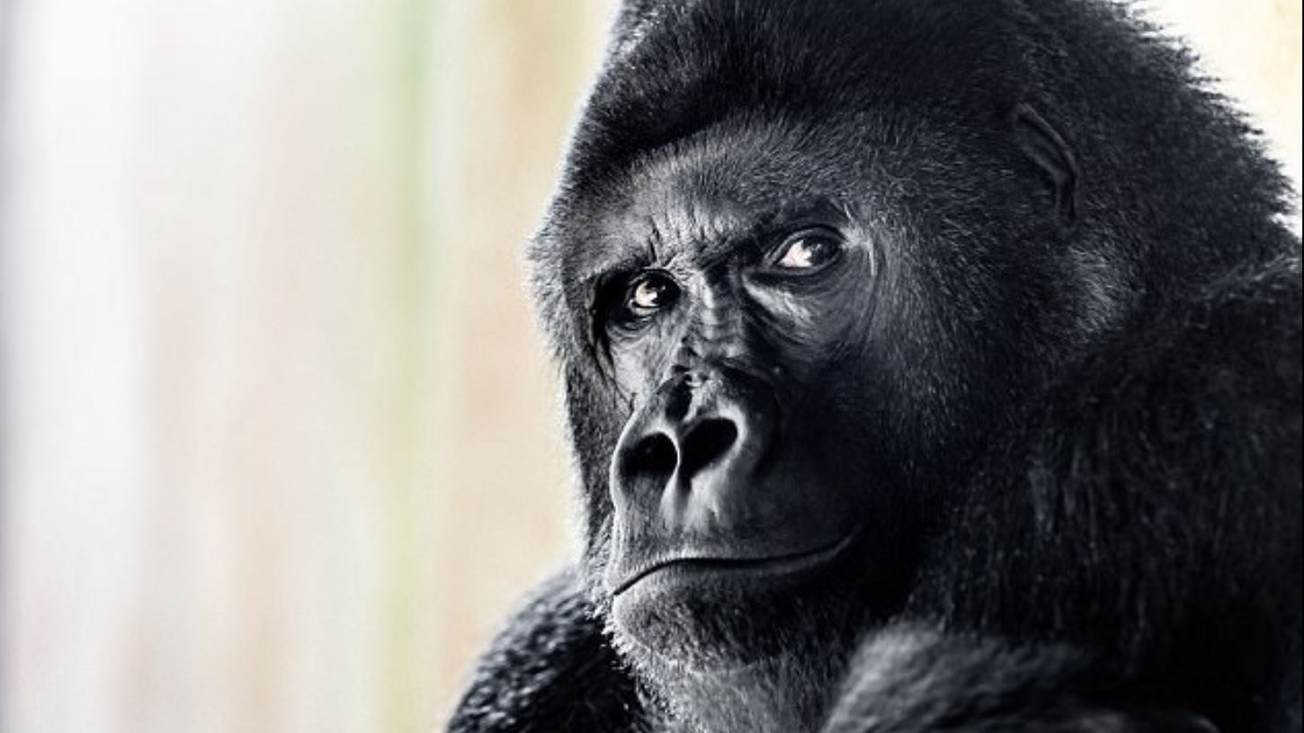 O γορίλας που ποζάρει σαν… μοντέλο – ΦΩΤΟ