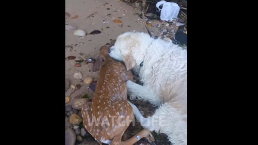 Συγκλονιστικό βίντεο – Σκύλος σώζει ελαφάκι από πνιγμό