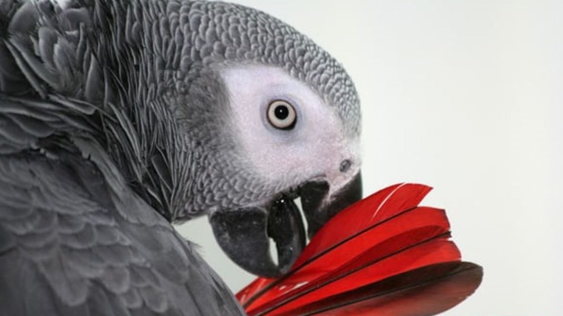 Ο παπαγάλος «κατέδωσε» την γυναίκα για το φόνο του συζύγου της – ΦΩΤΟ