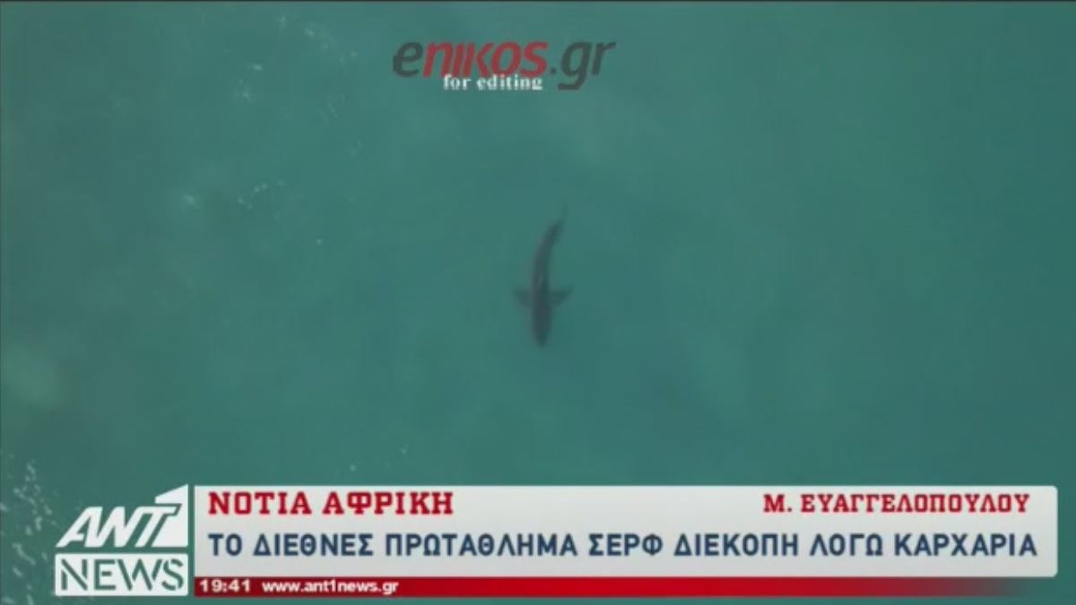 Ο καρχαρίας που… τρομοκράτησε τους σέρφερ – ΒΙΝΤΕΟ