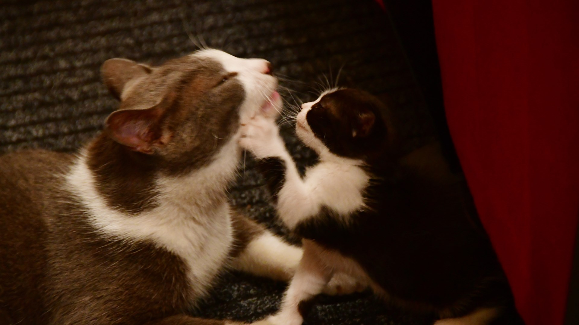 Γάτα γέννησε μέσα σε… θέατρο – ΦΩΤΟ