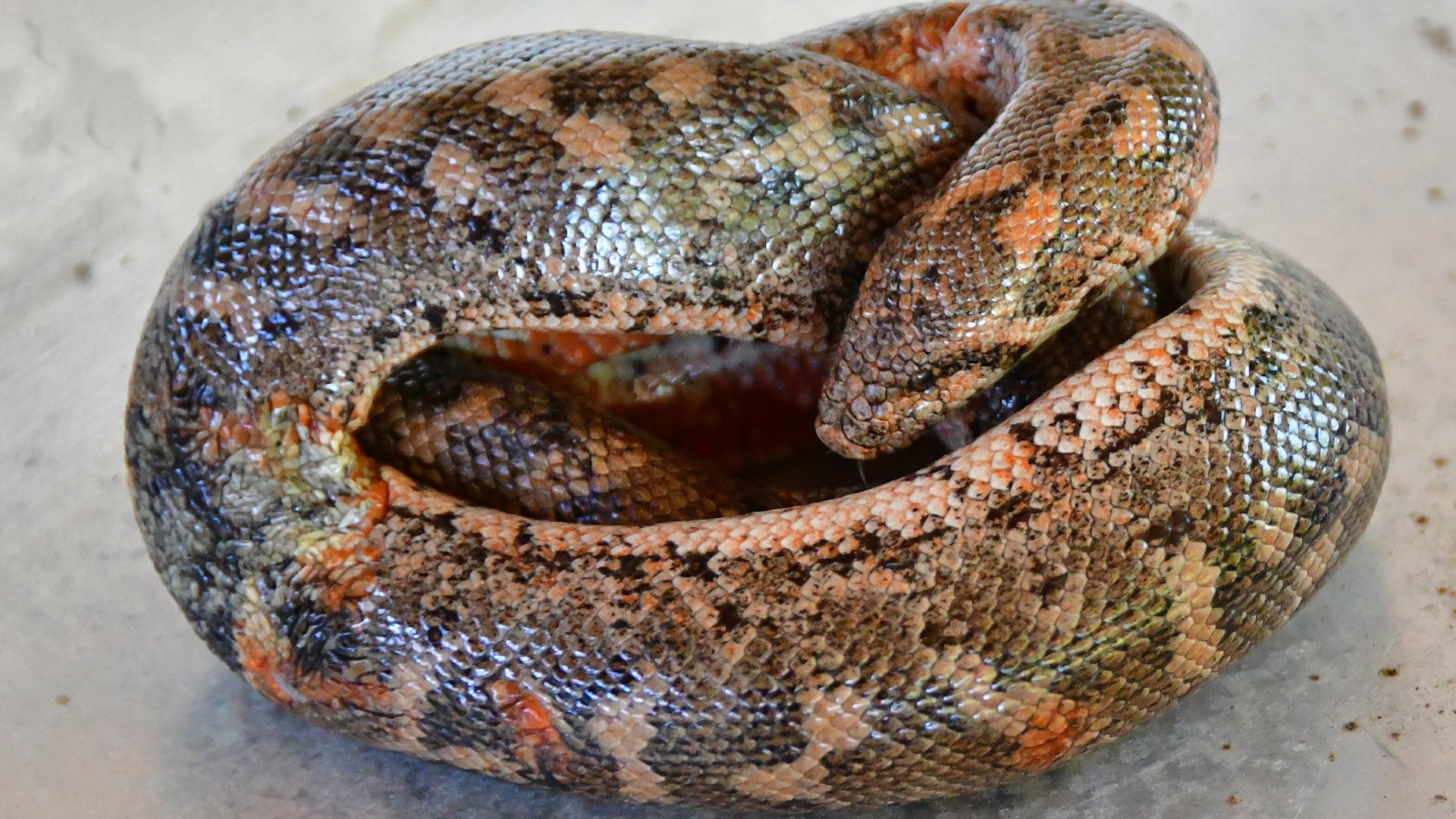 Αγρότης έπιασε έναν σπάνιο βόα – ΦΩΤΟ