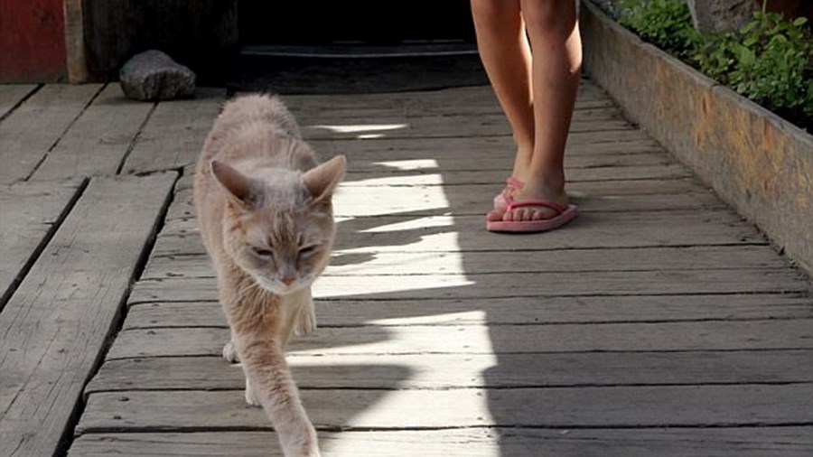 Πέθανε ο γάτος – δήμαρχος μιας πόλης στην Αλάσκα – ΦΩΤΟ