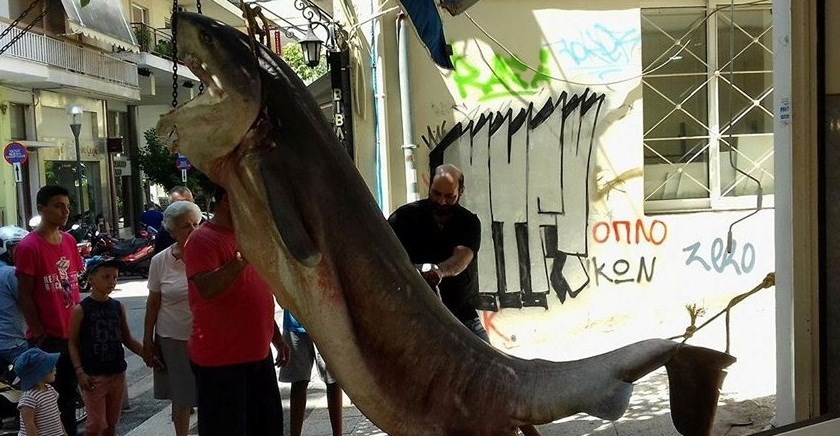 Εντυπωσιακή ψαριά στο Ιόνιο – Έπιασαν καρχαριοειδές 300 κιλών – ΦΩΤΟ