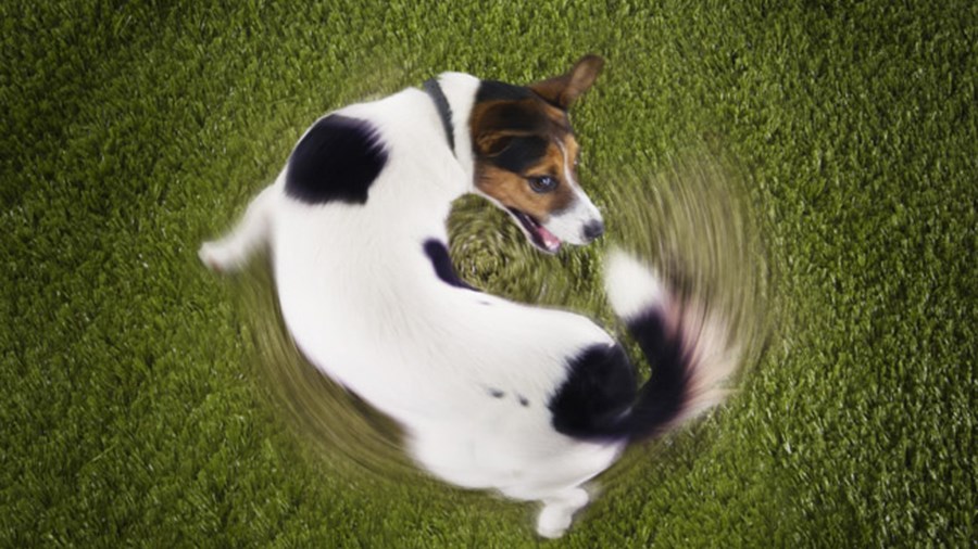 Τι σημαίνει όταν ο σκύλος σας κυνηγάει την ουρά του – ΒΙΝΤΕΟ