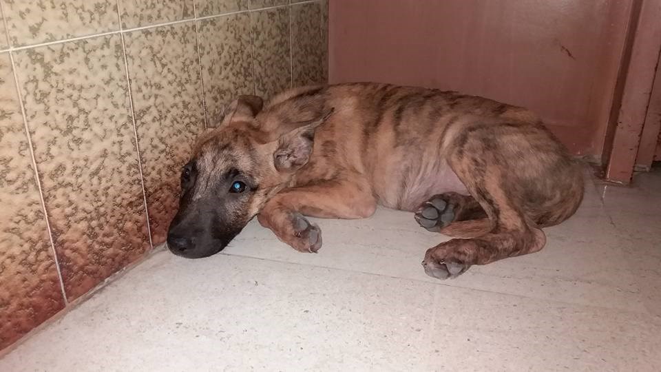 Ζητείται σπίτι για αυτό το πανέμορφο κουτάβι – ΦΩΤΟ