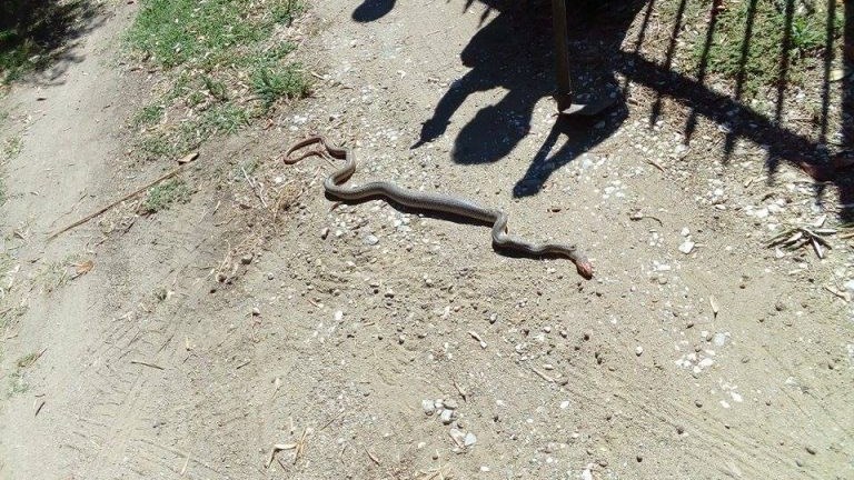 Βρήκαν ένα μεγάλο φίδι να κάνει βόλτες στην αυλή του σπιτιού τους – ΦΩΤΟ