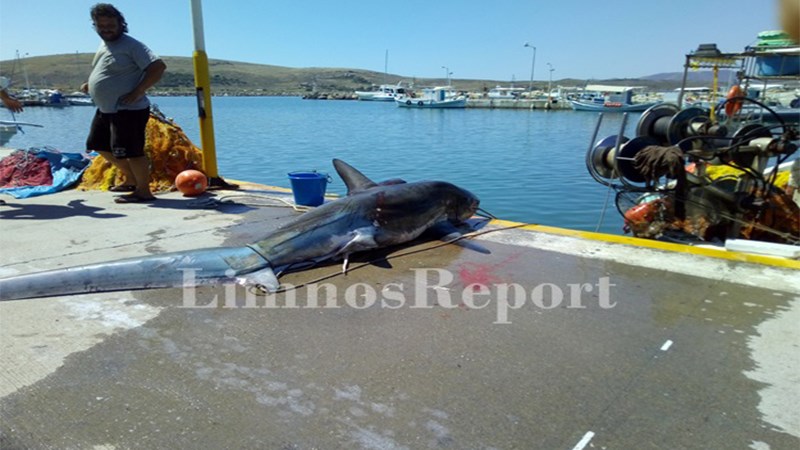 Ψάρεψαν καρχαρία 200 κιλών στη Λήμνο – ΦΩΤΟ