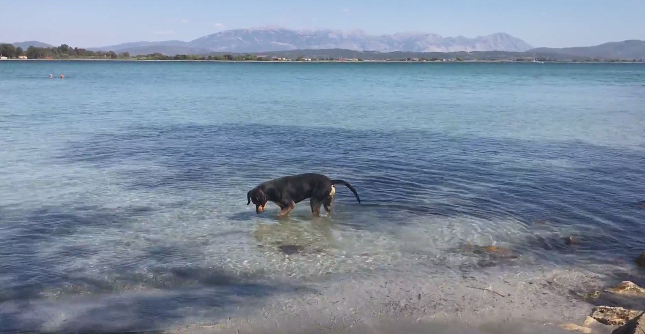 Σκύλος… ψαρεύει στην Κυανή Ακτή της Πρέβεζας – ΒΙΝΤΕΟ
