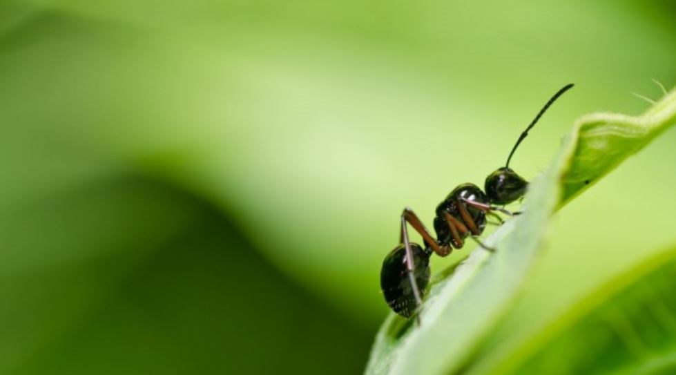 4 φυσικοί τρόποι για να εξαφανίσετε τα μυρμήγκια