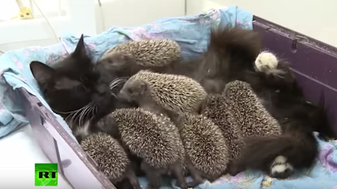 Γάτα θηλάζει οκτώ… σκαντζοχοιράκια – ΒΙΝΤΕΟ