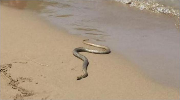 Φίδι αναστάτωσε τους λουόμενους σε παραλία της Κρήτης – ΒΙΝΤΕΟ
