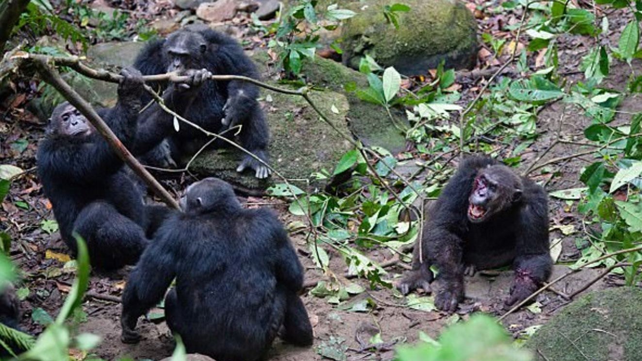 Ο νόμος της ζούγκλας είναι πολύ σκληρός – ΒΙΝΤΕΟ