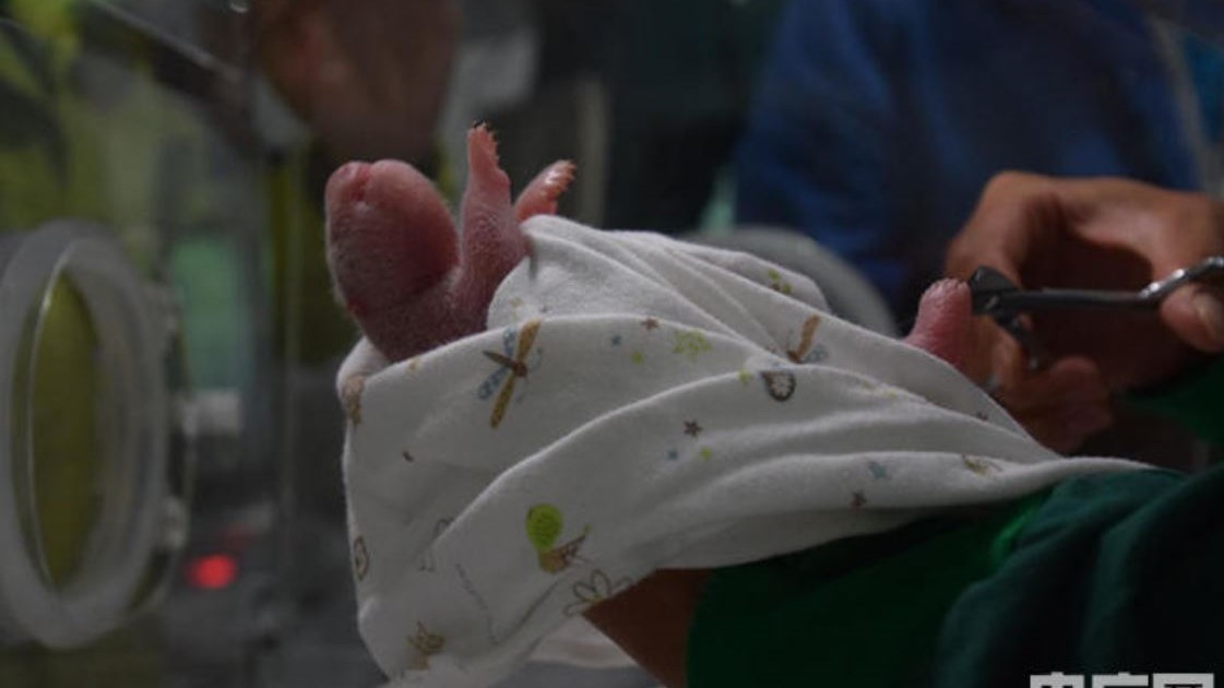Γεννήθηκε το πρώτο μωρό πάντα στον κόσμο από γονείς που ζουν ο ένας στη φύση και ο άλλος σε αιχμαλωσία – ΦΩΤΟ
