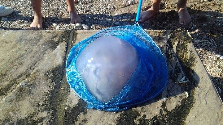 Μέδουσα τεσσάρων κιλών «ψάρεψε» ένα αγοράκι στον Κορινθιακό – ΦΩΤΟ