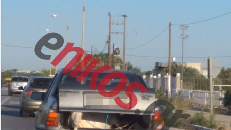 Συνέβη κι αυτό: Έβαλε την κατσίκα στο… πορτμπαγκάζ – ΦΩΤΟ αναγνώστη