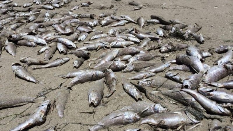 Μεγάλη ποσότητα νεκρών ψαριών ξεβράστηκε σε παραλία της Κουλούρας