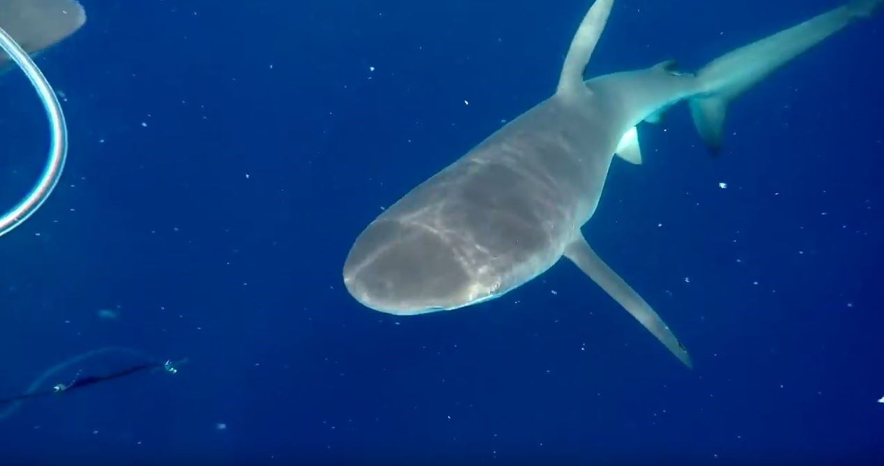 Ψαροντουφεκάς τα έβαλε με δύο καρχαρίες – ΒΙΝΤΕΟ