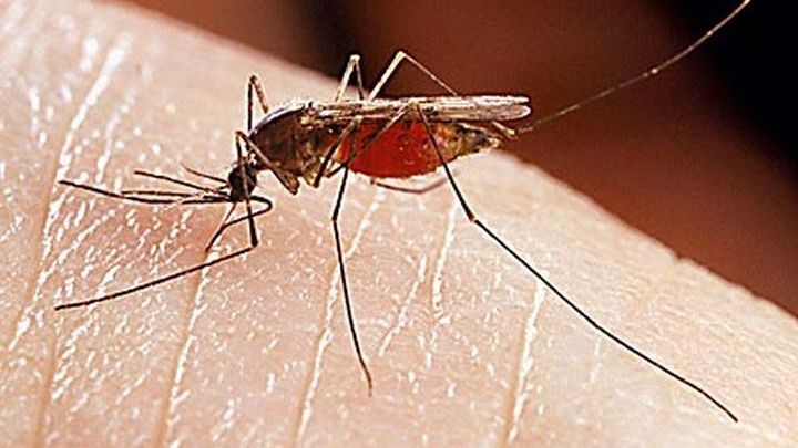 18 οδηγίες για να προστατευθείτε από τα κουνούπια