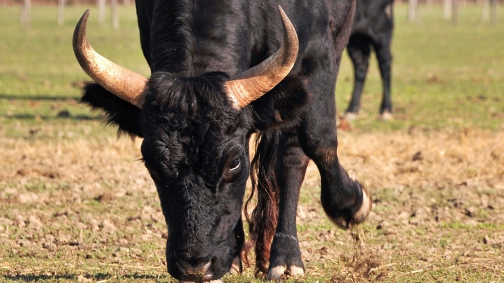 Οι πυροσβέστες διέσωσαν ταύρο από χαράδρα 80 μέτρων