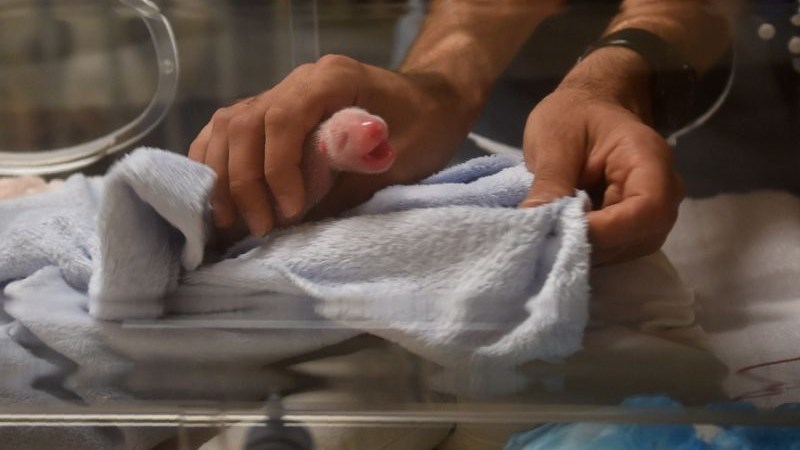 Πέθανε ένα από τα δίδυμα που γέννησε η Χουάν Χουάν του ζωολογικού κήπου του Μποβάλ