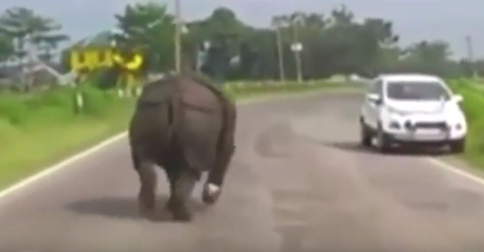 Ρινόκερος κυνηγά με μανία αυτοκίνητα στην Ινδία – ΒΙΝΤΕΟ