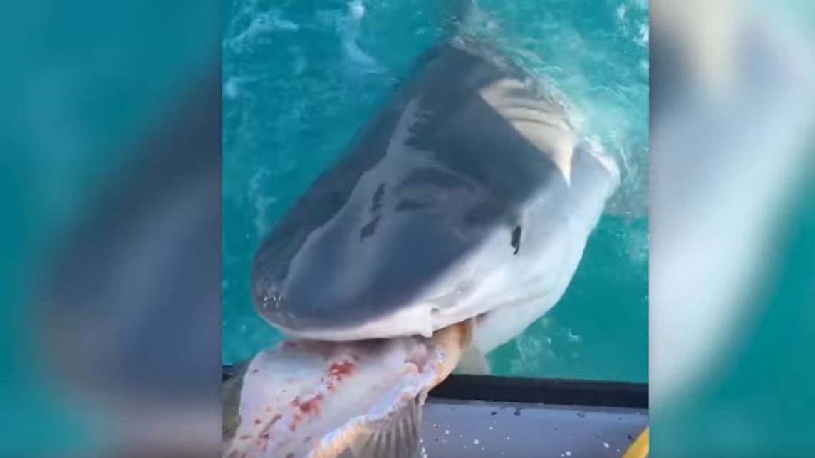 O ατρόμητος δύτης που ταΐζει καρχαρίες – ΒΙΝΤΕΟ