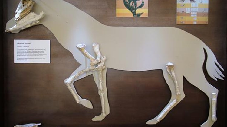 Το θαύμα του χρόνου και της φύσης στην Κερασιά Ευβοίας – ΦΩΤΟ