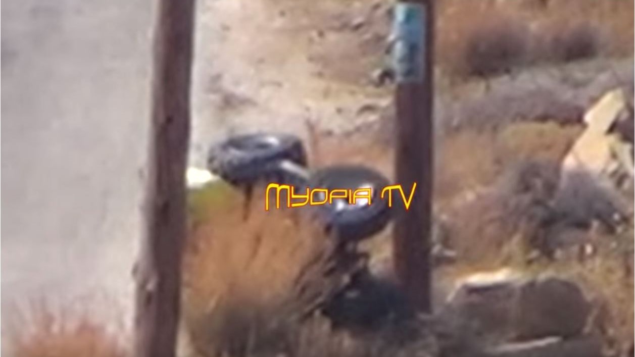 Τροχαίο ατύχημα με γουρούνα στη Μύκονο – ΒΙΝΤΕΟ