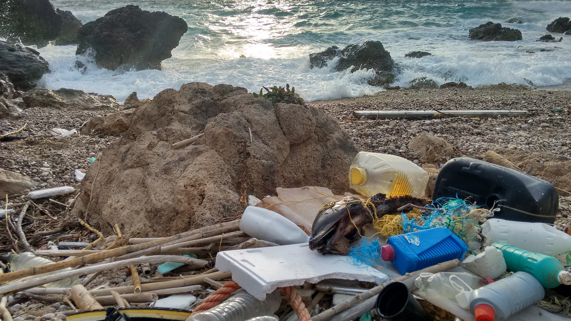 Σοκάρει η εικόνα νεκρού δελφινιού – Το στομάχι του ήταν γεμάτο πλαστικά σκουπίδια – ΦΩΤΟ