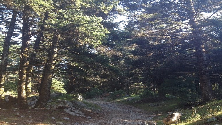 Πενήντα πυρκαγιές το τελευταίο 24ωρο – Ποιες περιοχές είναι σε πολύ υψηλό κίνδυνο πυρκαγιάς