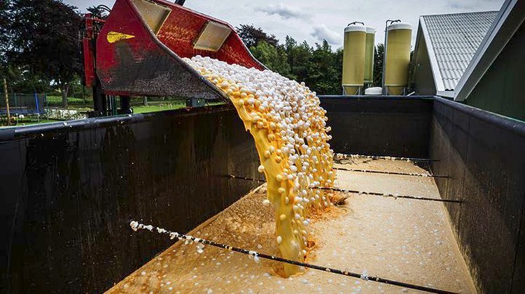 Δήλωση-σοκ από Βέλγο υπουργό: Από τον Νοέμβριο του 2016 είχε διαπιστωθεί η παρουσία του εντομοκτόνου στα αυγά