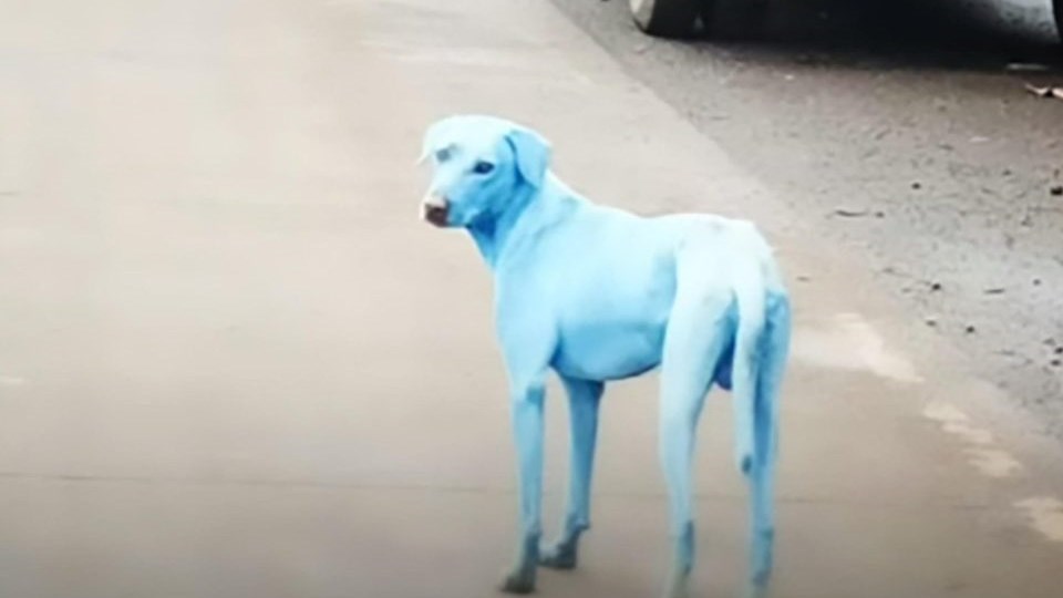 Γιατί οι σκύλοι στην Ινδία γίνονται… μπλε – ΦΩΤΟ – ΒΙΝΤΕΟ