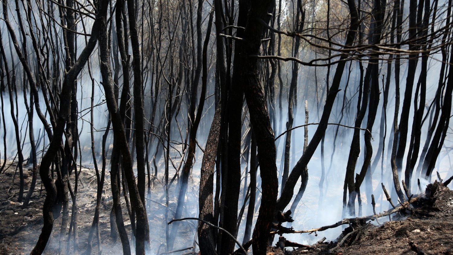 Ένα δάσος είναι καμένο αλλά δεν είναι νεκρό, λένε οι ειδικοί