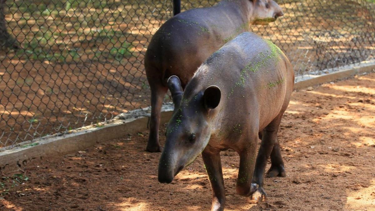 Σοκ στη Βενεζουέλα – Κλέβουν ζώα από ζωολογικούς κήπους για να φάνε