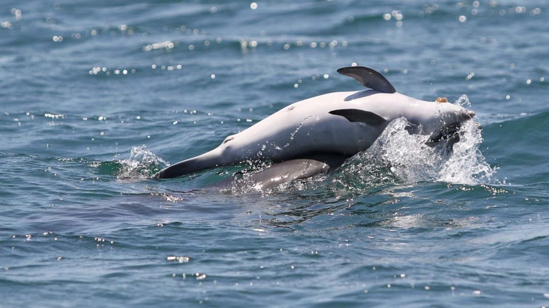 Δελφίνι κουβαλάει το νεκρό μωρό του – Συγκλονιστικές εικόνες – ΒΙΝΤΕΟ – ΦΩΤΟ