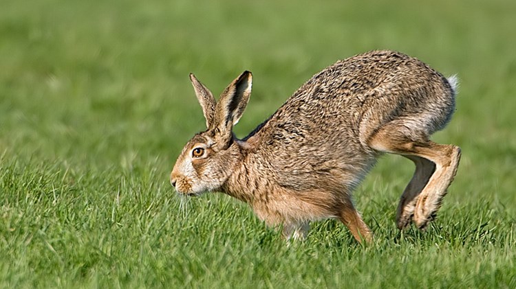 Κρήτη: Πήγε για λαγούς και έφυγε με… χειροπέδες