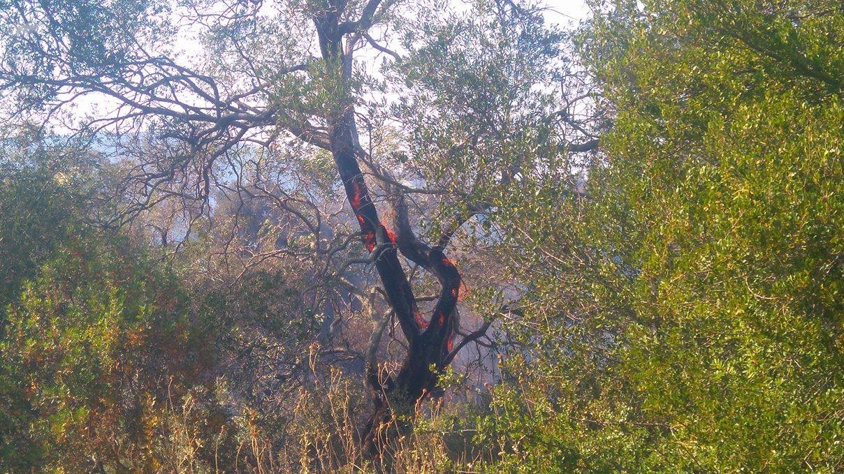 Δύο πύρινα μέτωπα στην Κέρκυρα – ΒΙΝΤΕΟ – ΦΩΤΟ