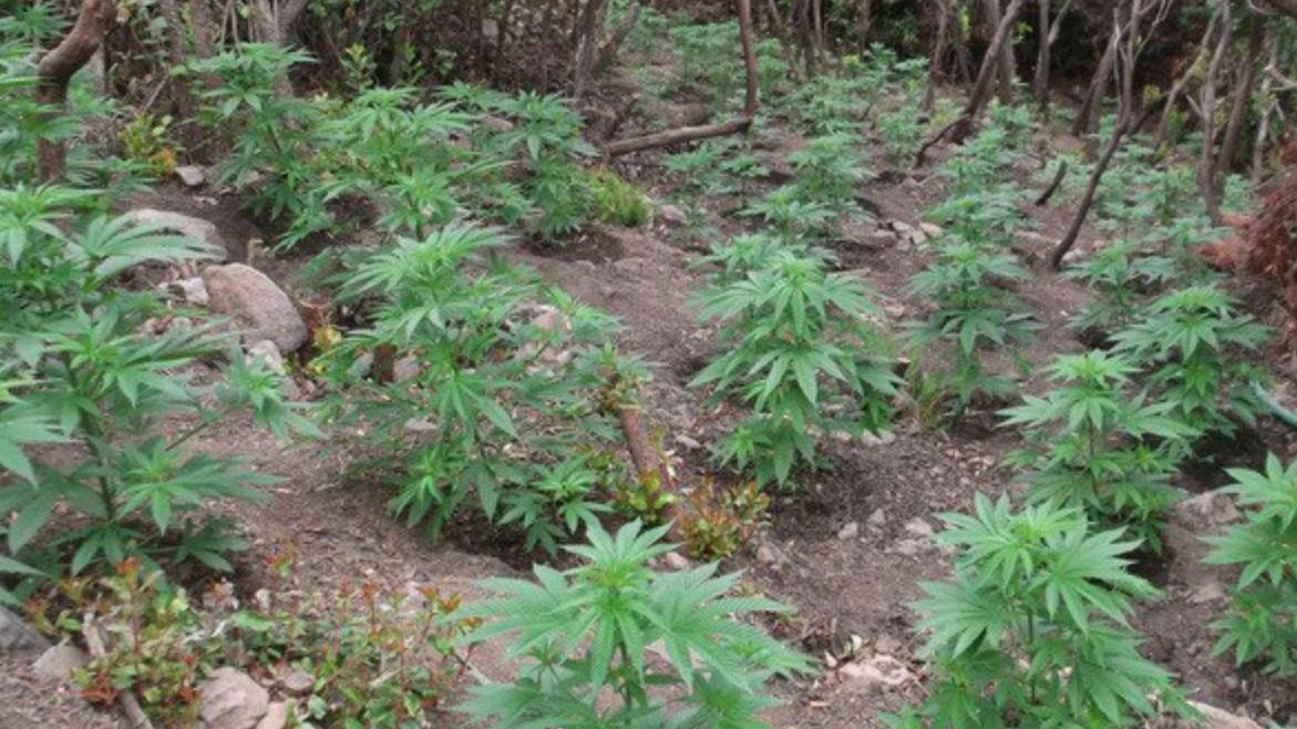 Μεγάλη φυτεία με 1.500 δενδρύλλια κάνναβης στο Ρέθυμνο