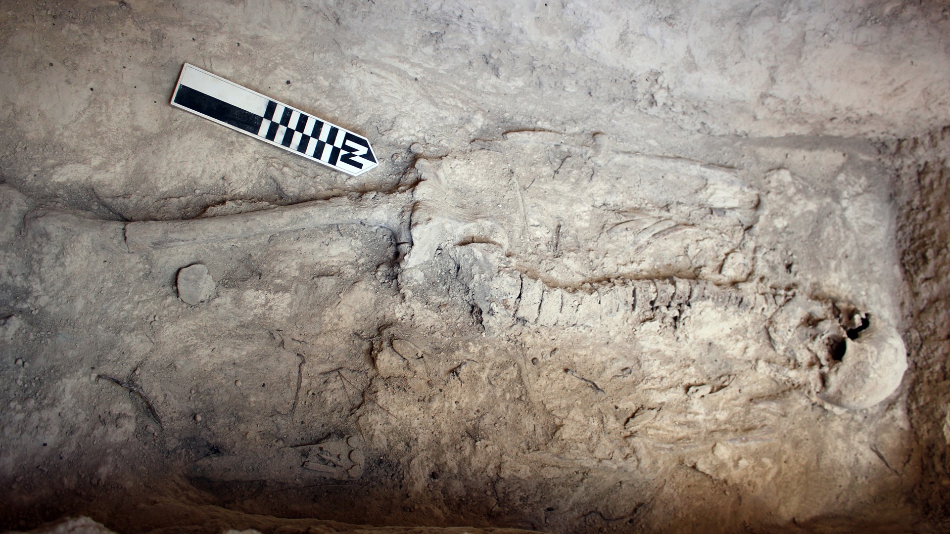 Στο φως νέα ταφικά μνημεία στο μυκηναϊκό νεκροταφείο των Αηδονιών Νεμέας – ΦΩΤΟ