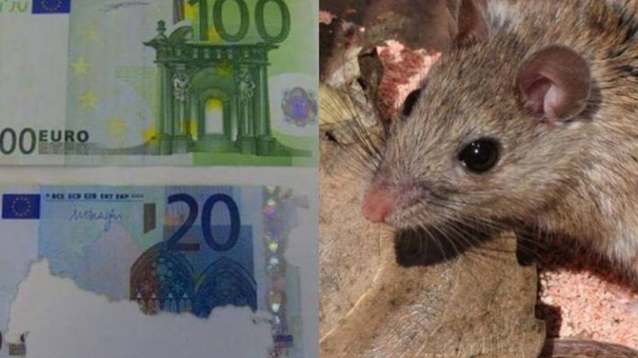 Κρήτη: Ποντίκια έφαγαν… 30.000 ευρώ