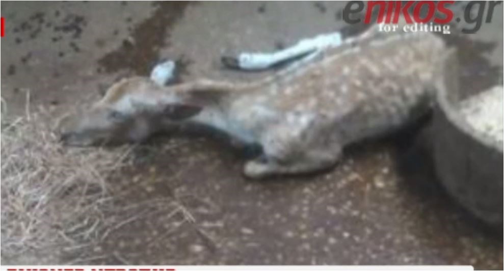 Ζωολογικός κήπος είχε μετατραπεί σε κολαστήριο ζώων – ΒΙΝΤΕΟ