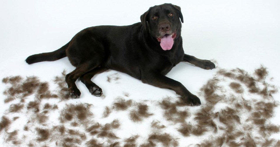 Πως θα απαλλάξετε το σπίτι σας από τις τρίχες του σκύλου