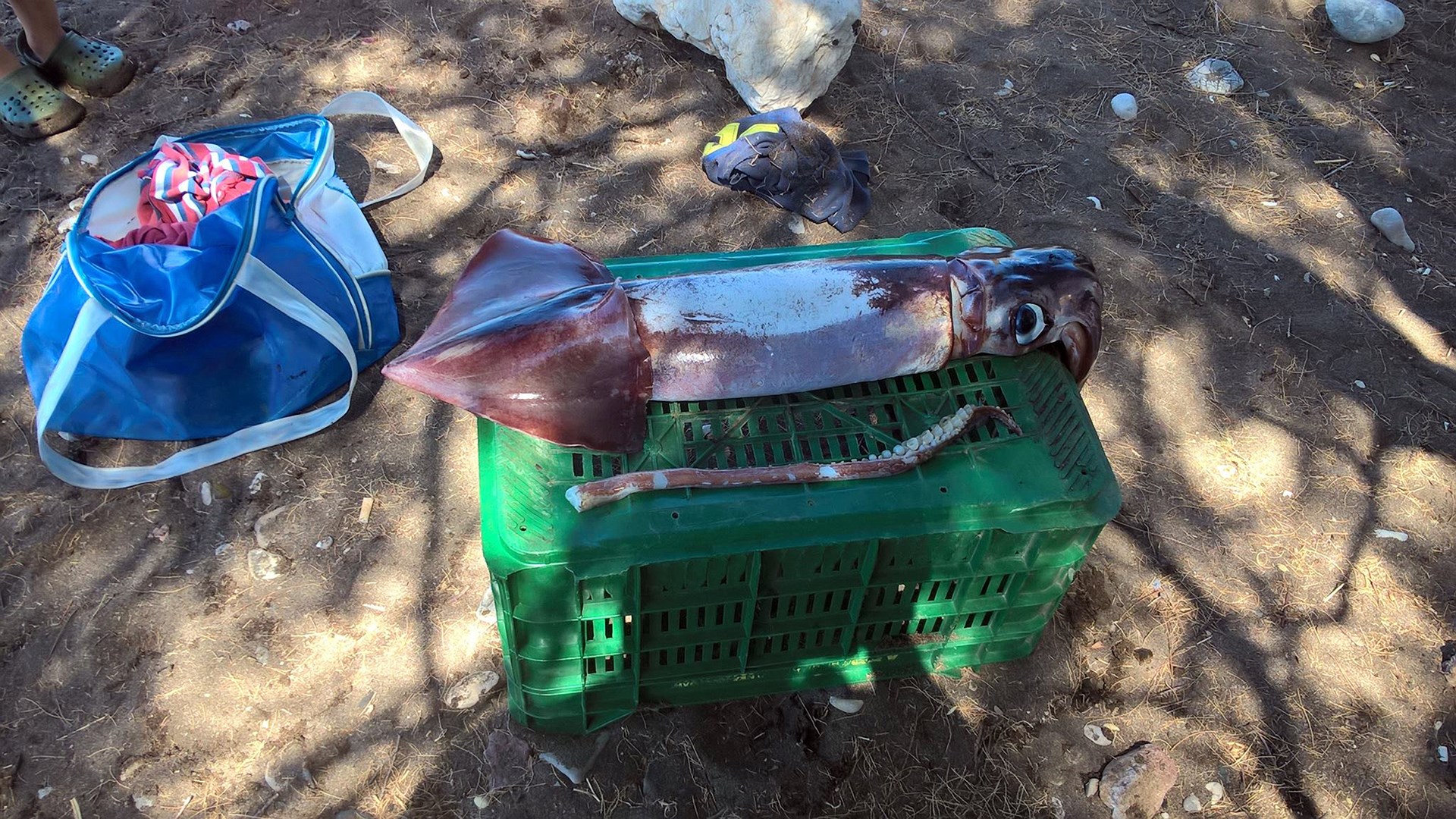 Καλαμάρι – γίγας έπιασε λουόμενος στα Ίρια Αργολίδας – ΦΩΤΟ