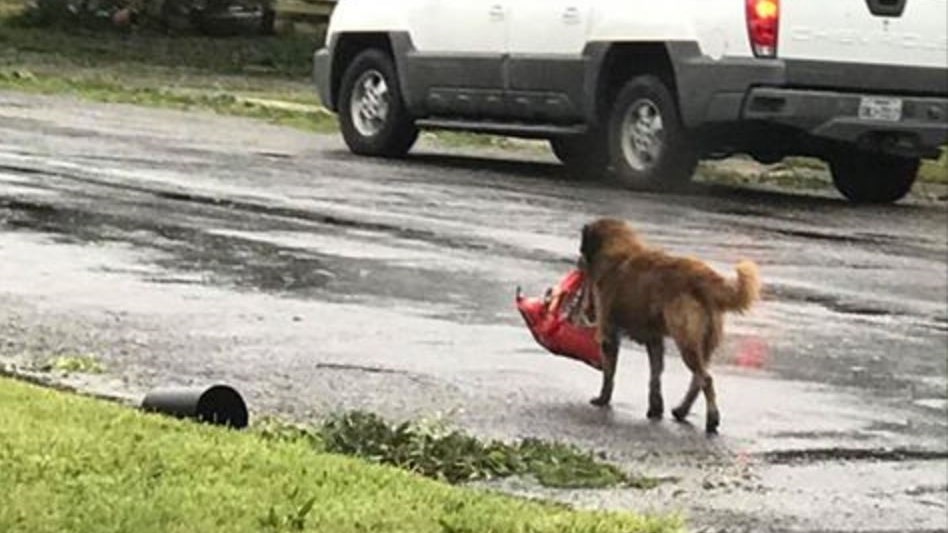 Η ΦΩΤΟ με τον σκύλο στο Τέξας που έγινε viral