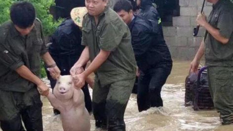Το… χαμογελαστό γουρούνι που σώθηκε από τις πλημμύρες και έγινε viral – ΦΩΤΟ